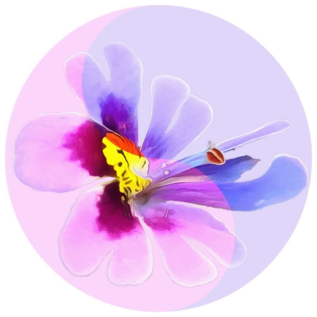 Floral,Symbol,Yin-yang.,Schizanthus.,Geometric,Pattern,Of,Yin-yang,Symbol,,From